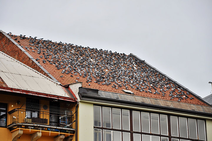 A2B Pest Control are able to install spikes to deter birds from roofs in North Kensington. 