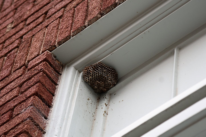 We provide a wasp nest removal service for domestic and commercial properties in North Kensington.